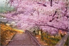 四川大学成人高考函授分数线